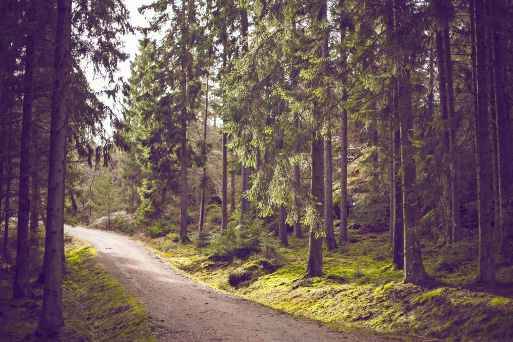 Public Domain Images – Dirt Road Green Trees Forest Hiking Trail