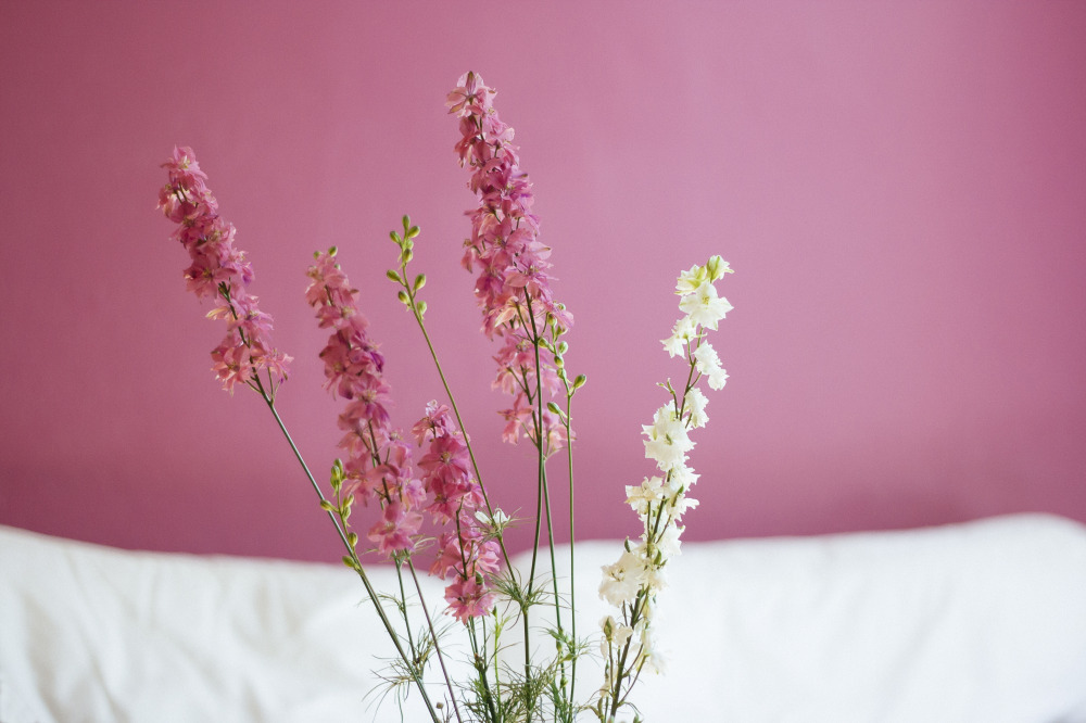 Public Domain Images Pink White Green Flowers Nature