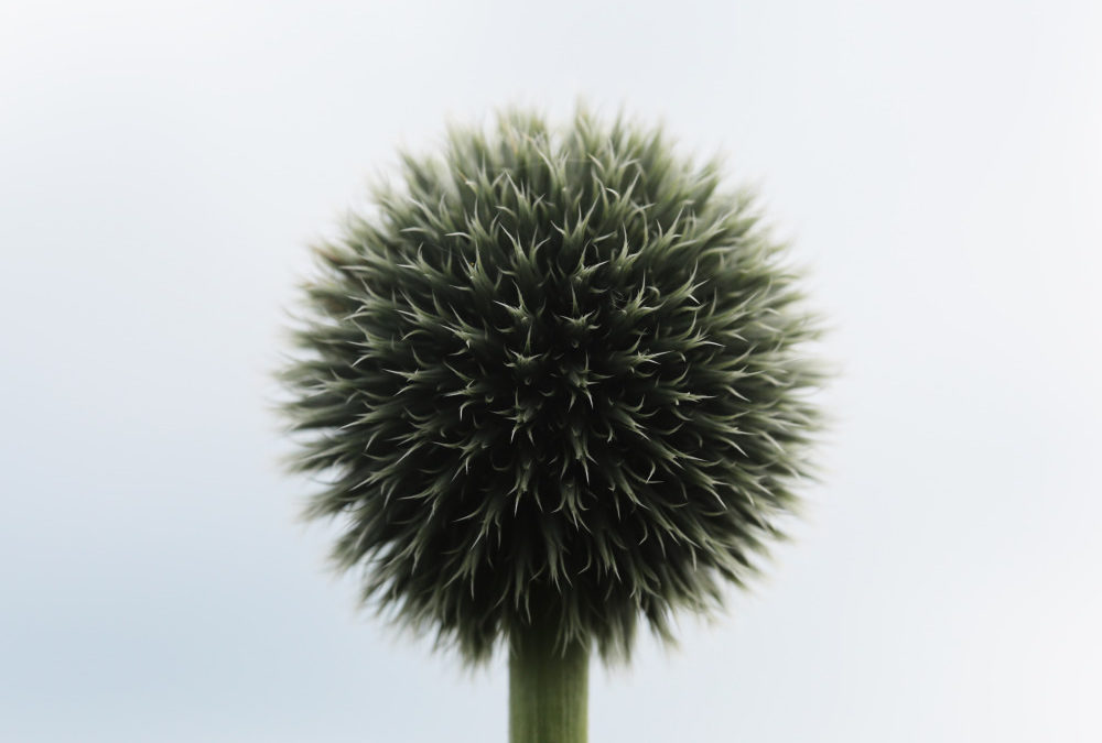 Public Domain Images Flower Ball White Green Minimalist